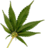 Buy Cannabis Online